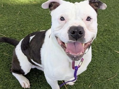 Hello my name is Snacks