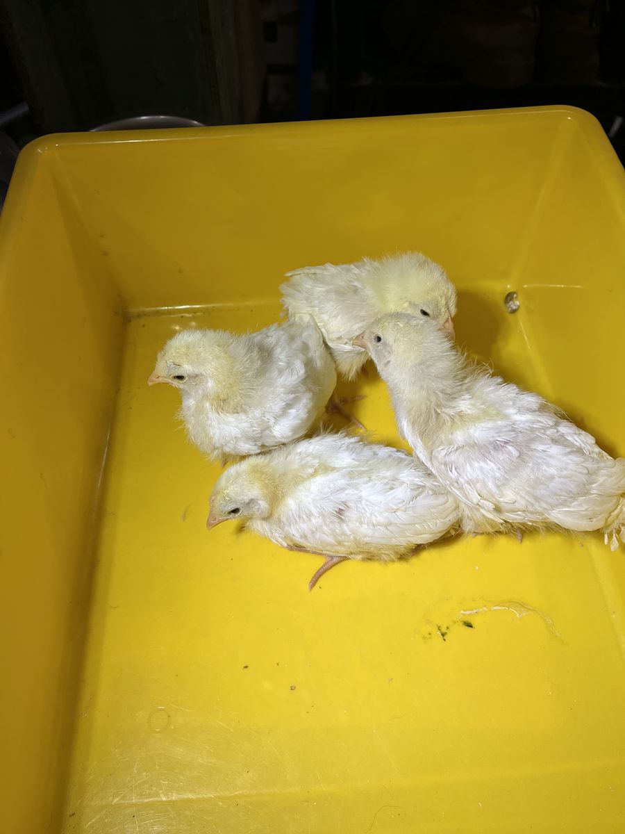 White Leghorn Pullets