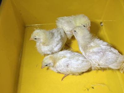 White Leghorn Pullets
