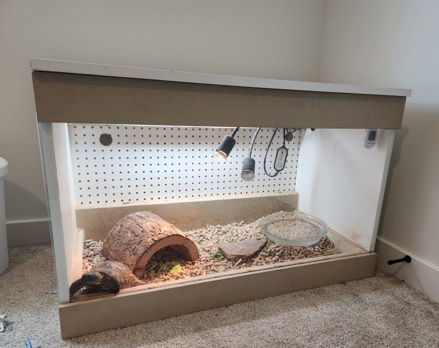 Russian Tortoise and enclosure