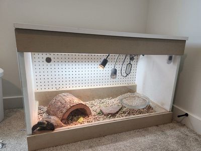 Russian Tortoise and enclosure
