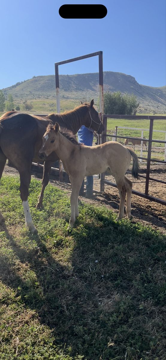 APHA Solid Paint Ranch/Rope Prospect Colt foaled 5/11/26