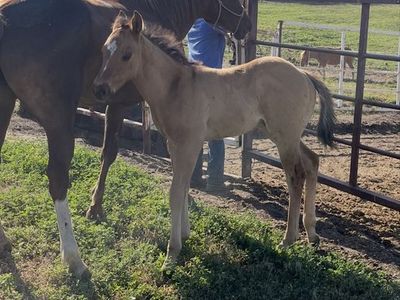 APHA Solid Paint Ranch/Rope Prospect Colt foaled 5/11/26