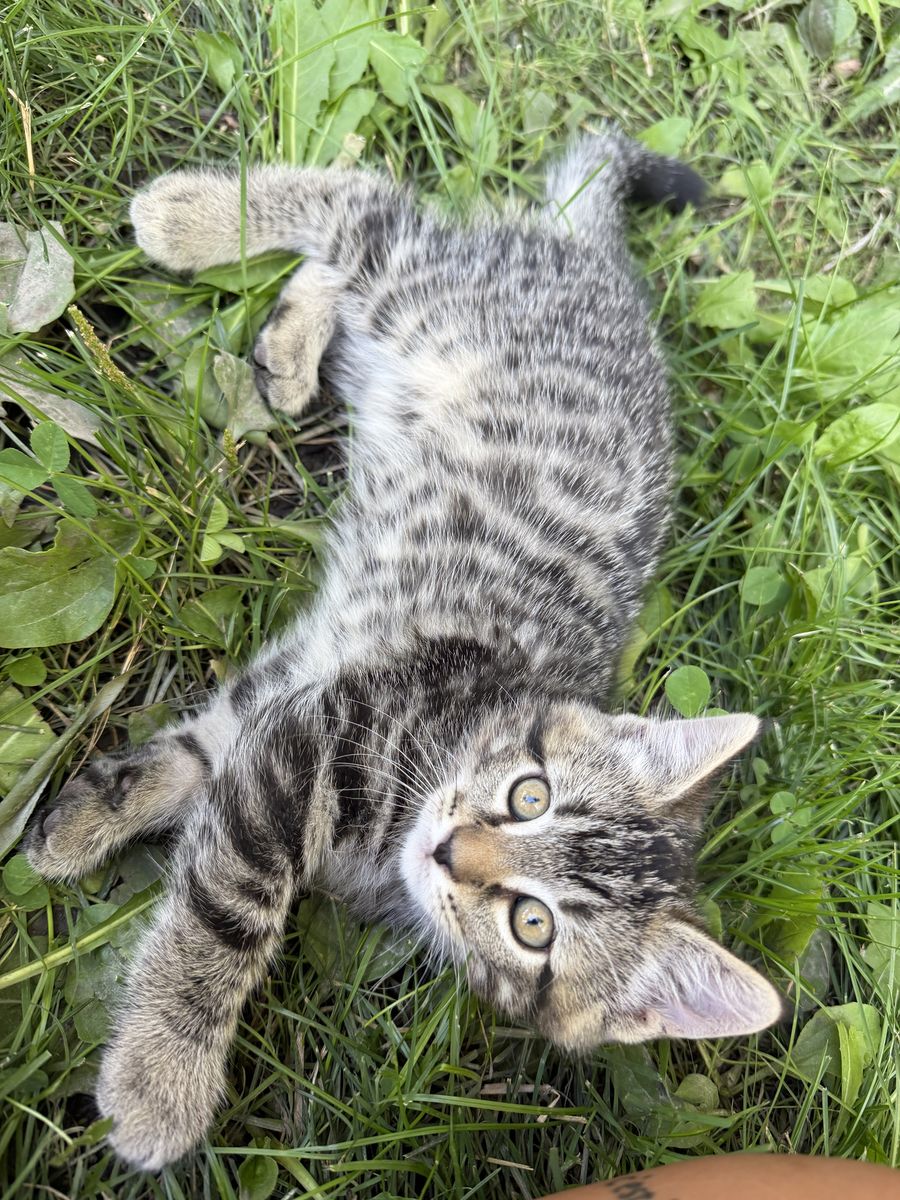 Tiger striped MALE kitten!