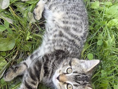 Tiger striped MALE kitten!