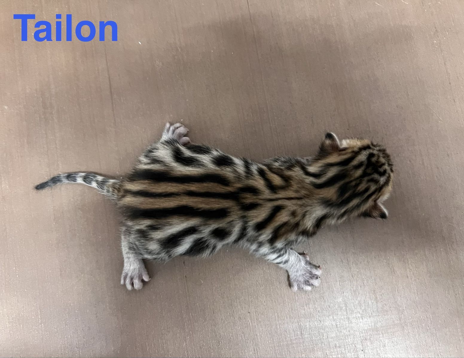 Purebred Exotic Unqiue Bengal Kittens Forsale!