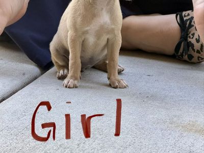 Chihuahua, puppies