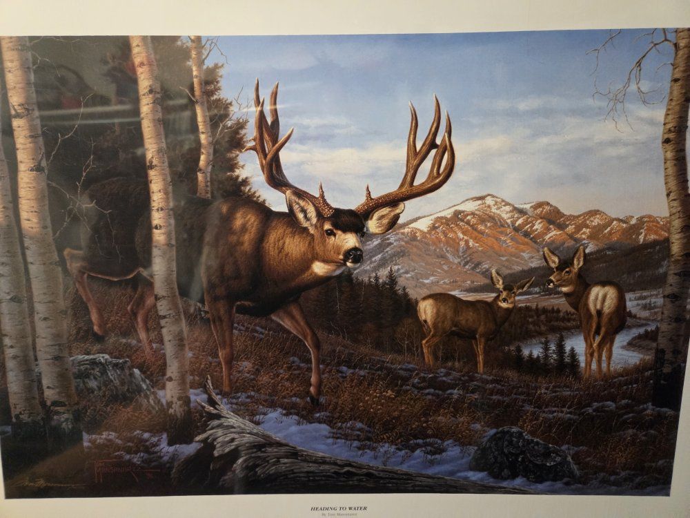 Mule Deer Print