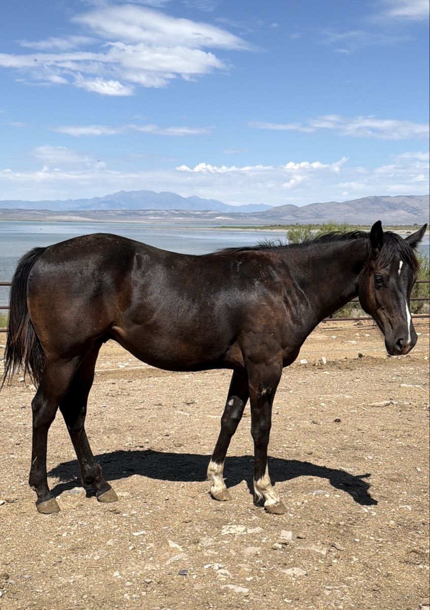 Coming 2 Black Draft Cross Gelding!