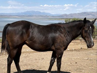 Coming 2 Black Draft Cross Gelding!