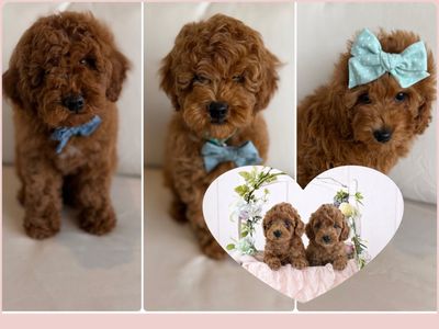 Easter Ready Professionally Trained & Ready Micro Mini Goldendoodle