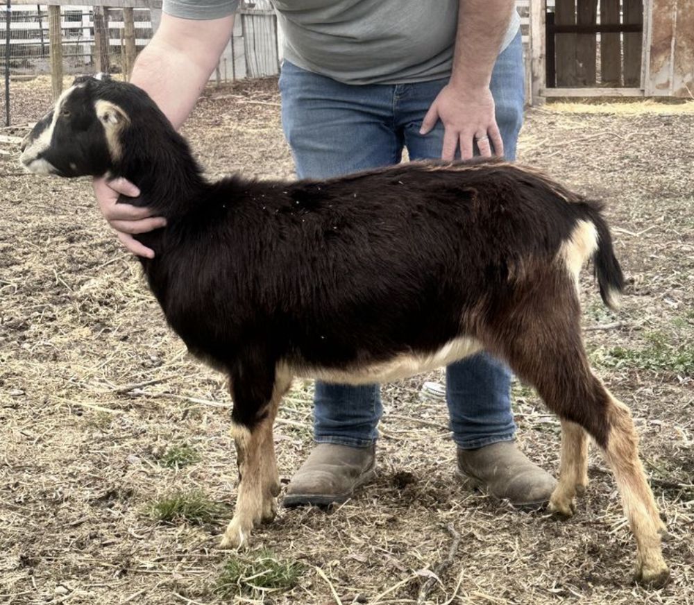 Yearling Adga Registred Lamancha Milker
