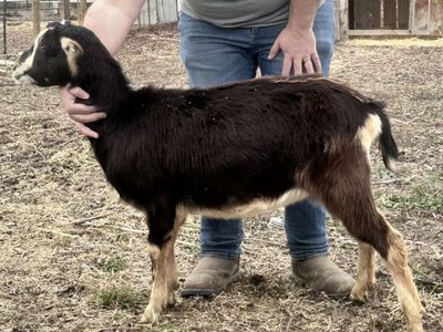 Yearling Adga Registred Lamancha Milker