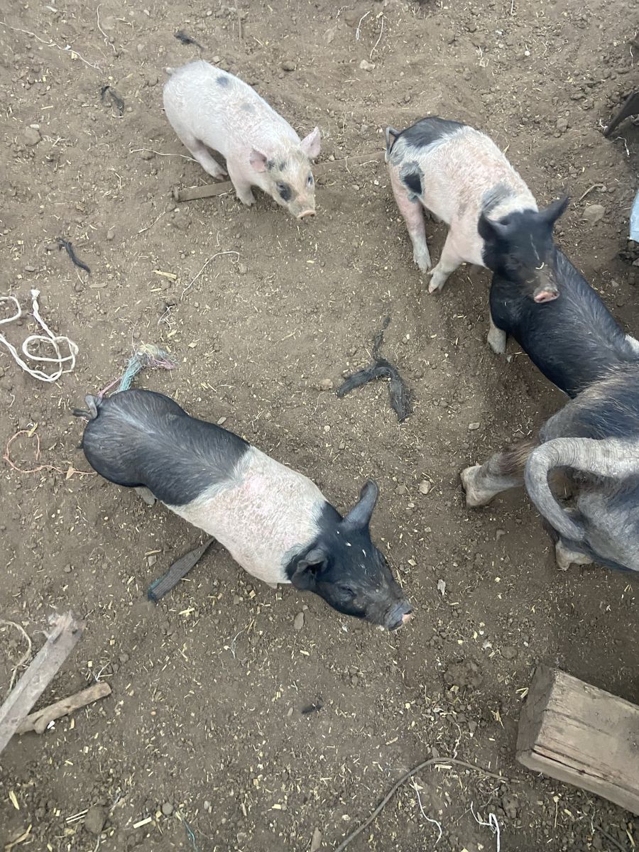 Wiener pigs