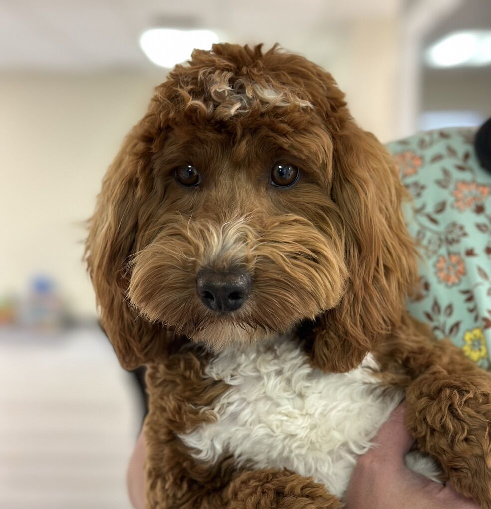 Goldendoodle Stud, Dk Red, FF, +/-, No Parti, 14#