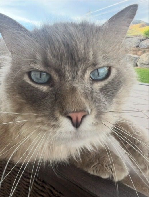 Lost cat