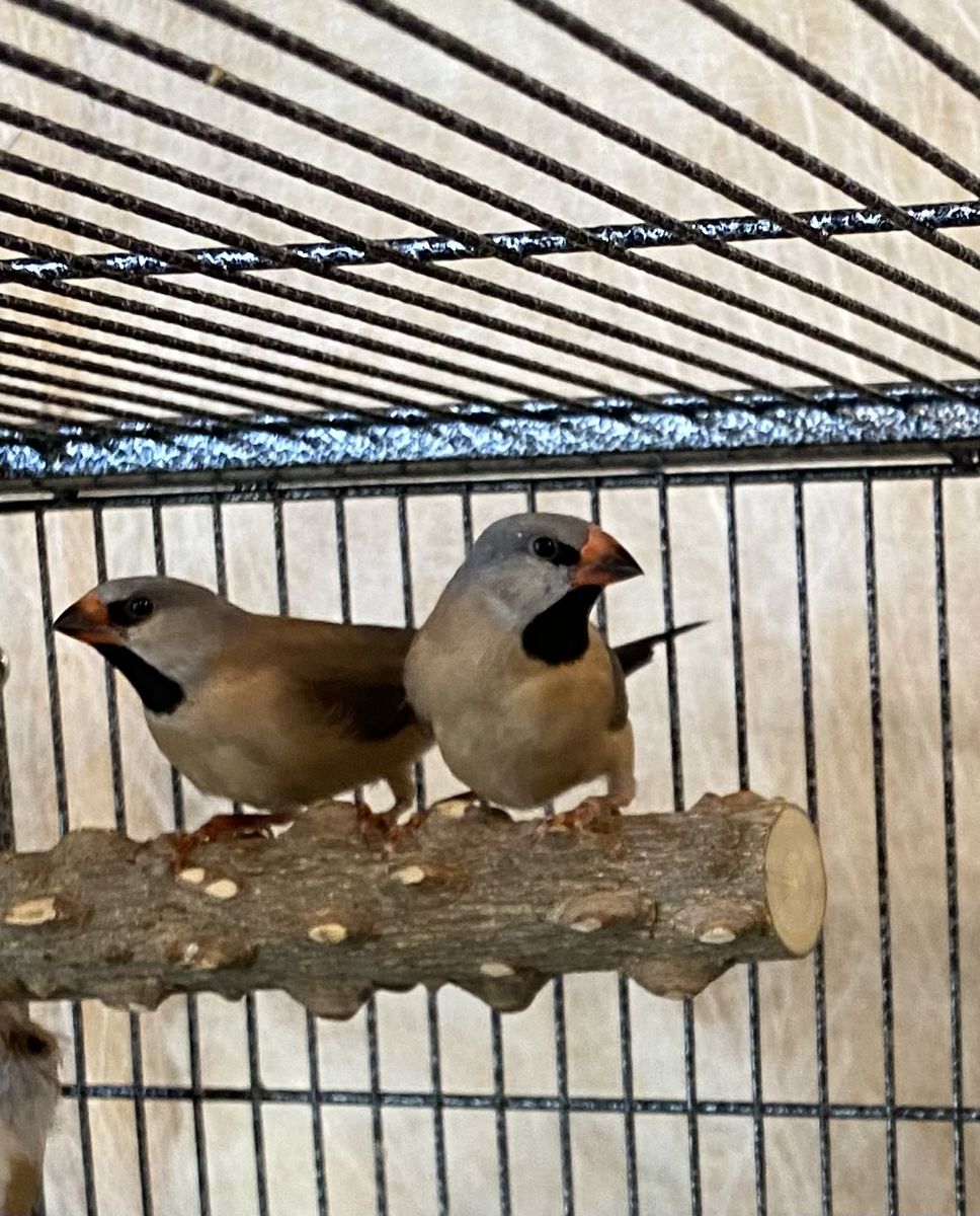 Finches for sale