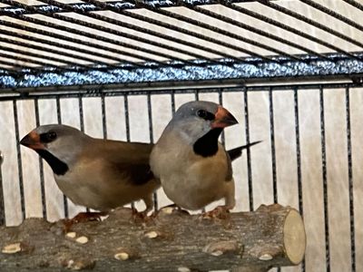 Finches for sale