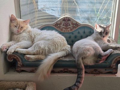 upcoming kittens! (flamepoint siamese)