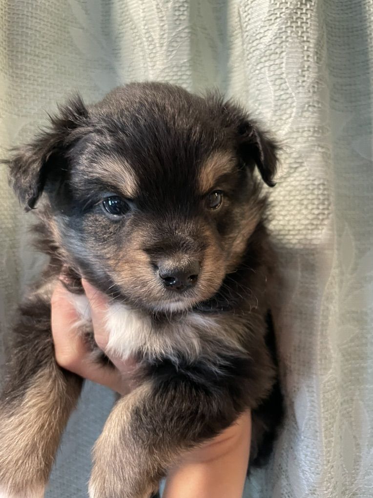 Mini Aussies Miniature Australian Shepherd