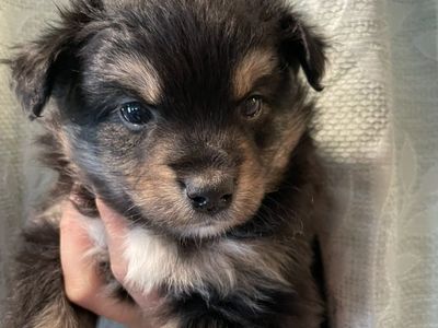 Mini Aussies Miniature Australian Shepherd
