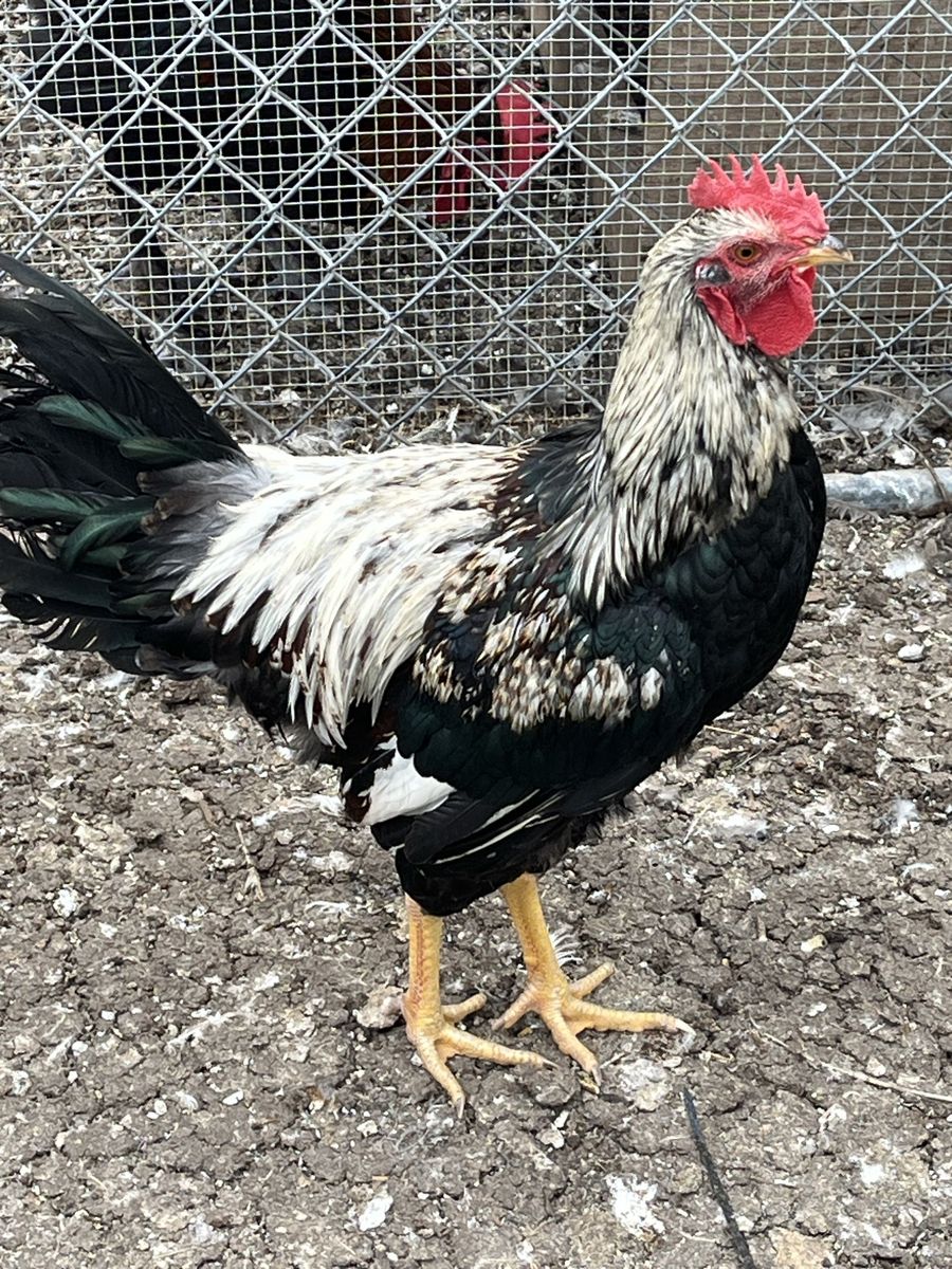 Young Rooster
