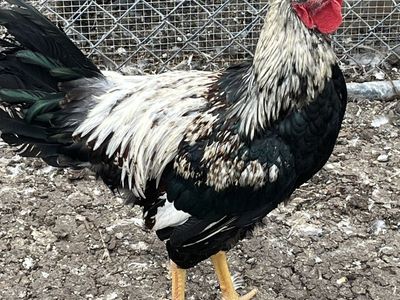 Young Rooster