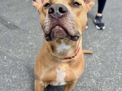 FEE WAIVED! Adopt Koda