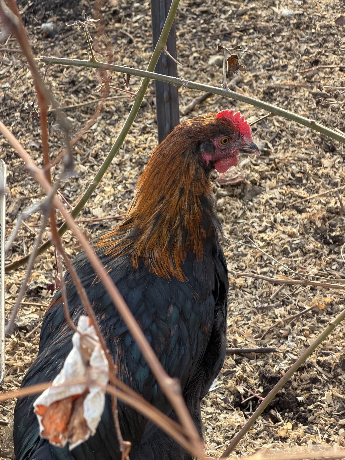 Copper Moran roosters