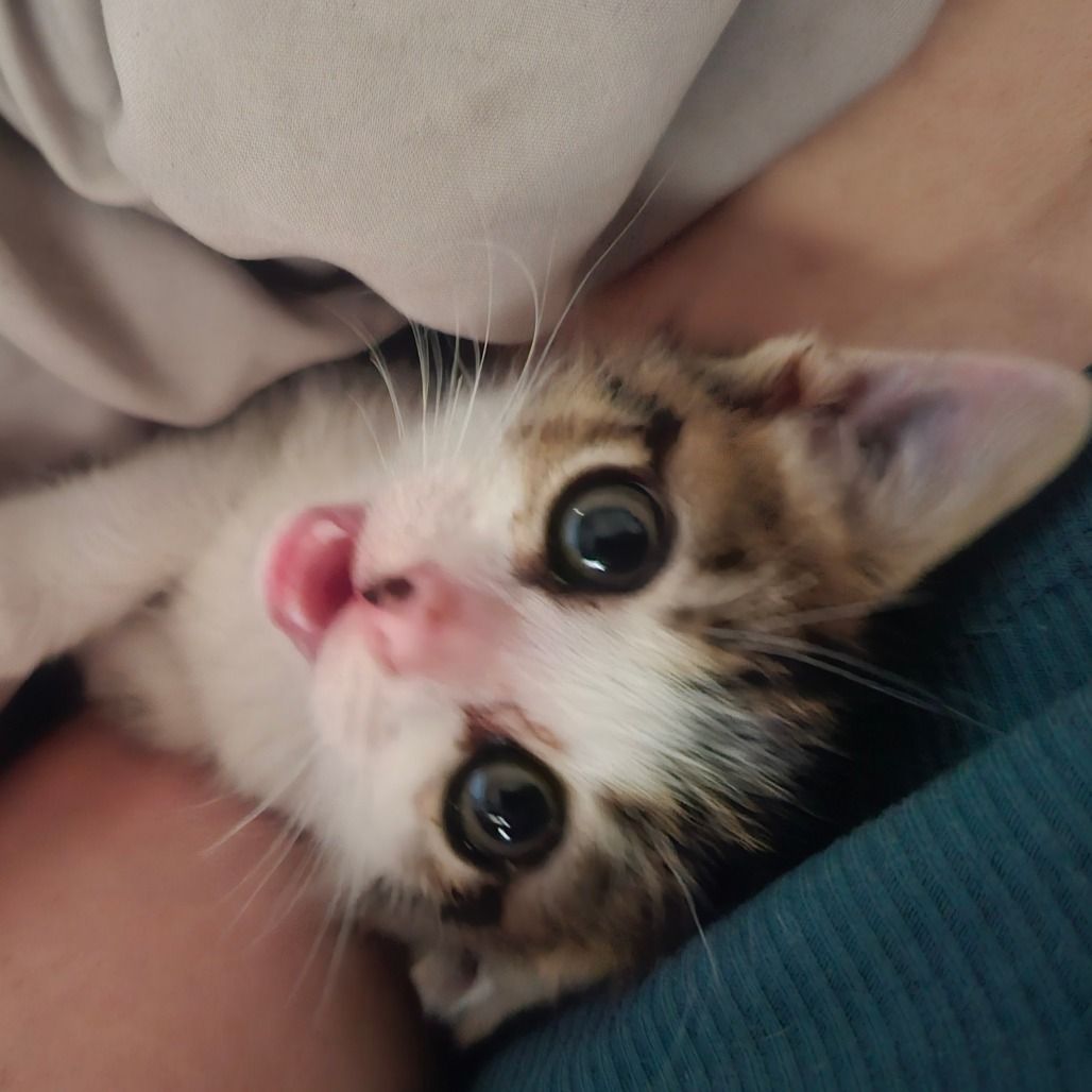 Hello my name is Alibi