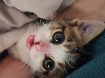Hello my name is Alibi