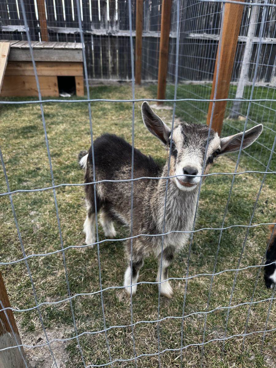 Nigerian dwarf goat doe