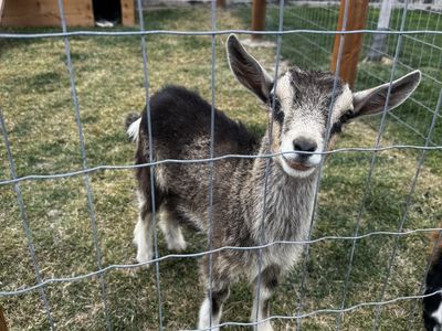Nigerian dwarf goat doe