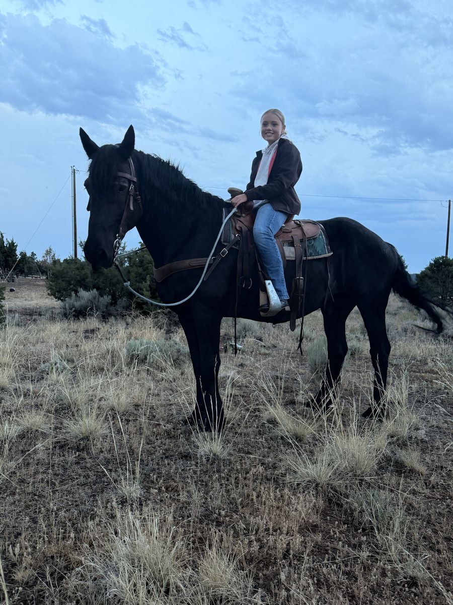 Horse for sale