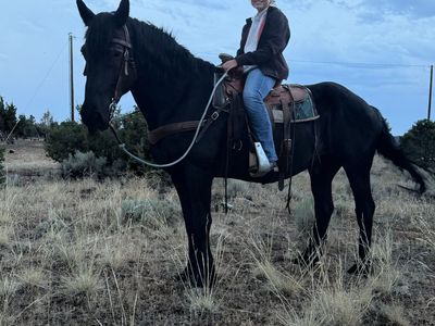 Horse for sale
