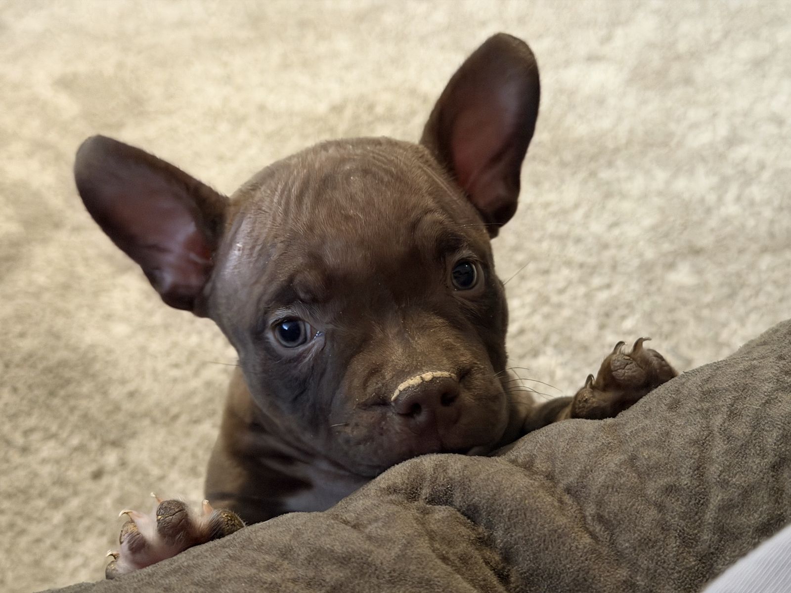 American Bully Puppy