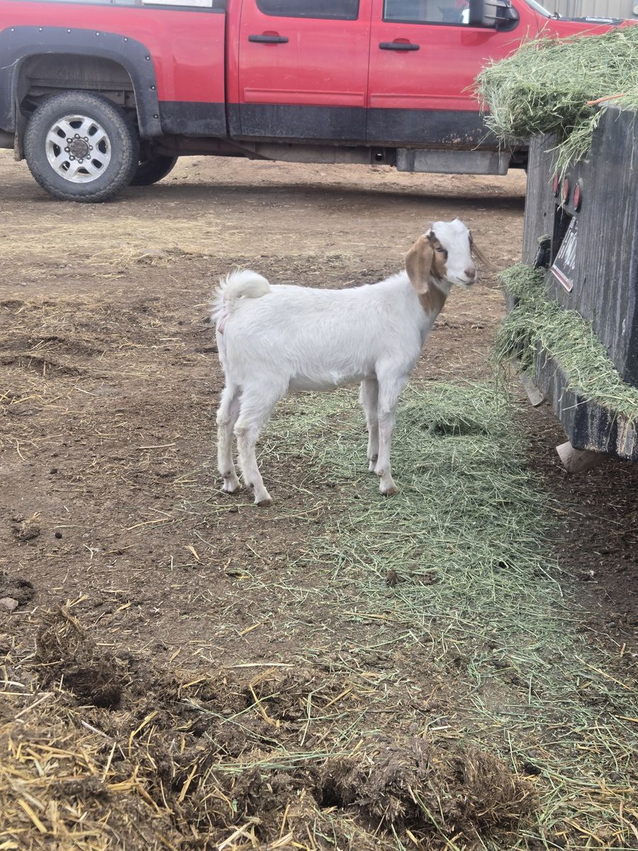 Boer doeling