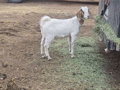 Boer doeling