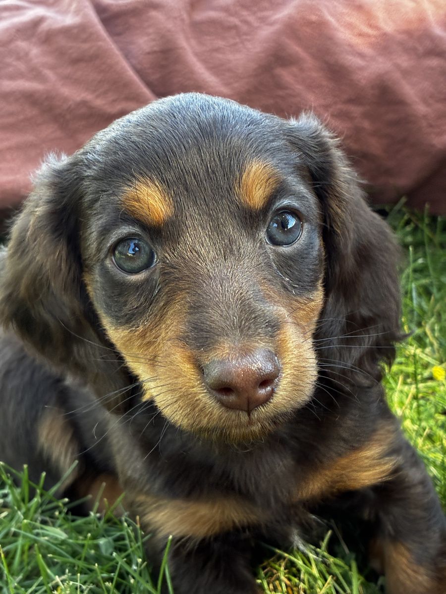 Purebred Miniature Dachshund-Female