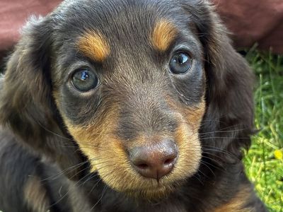 Purebred Miniature Dachshund-Female