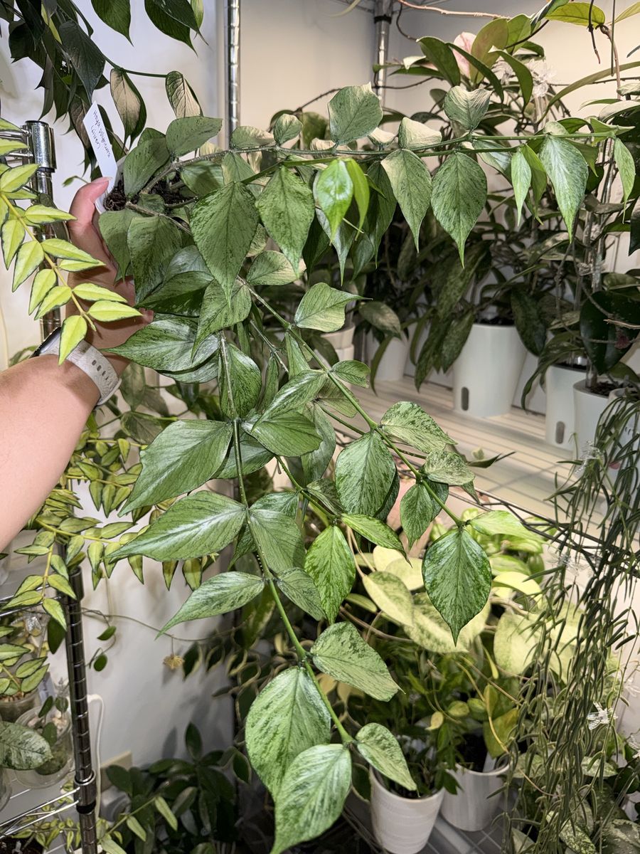 Hoya polyneura (silver) - Plant