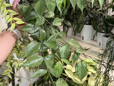 Hoya polyneura (silver) - Plant