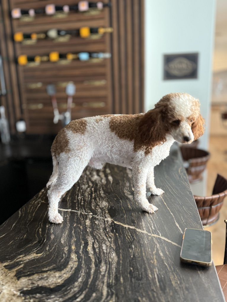 Cavapoo Male 18 Month Old In Tact trained Dog