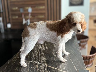 Cavapoo Male 18 Month Old In Tact trained Dog