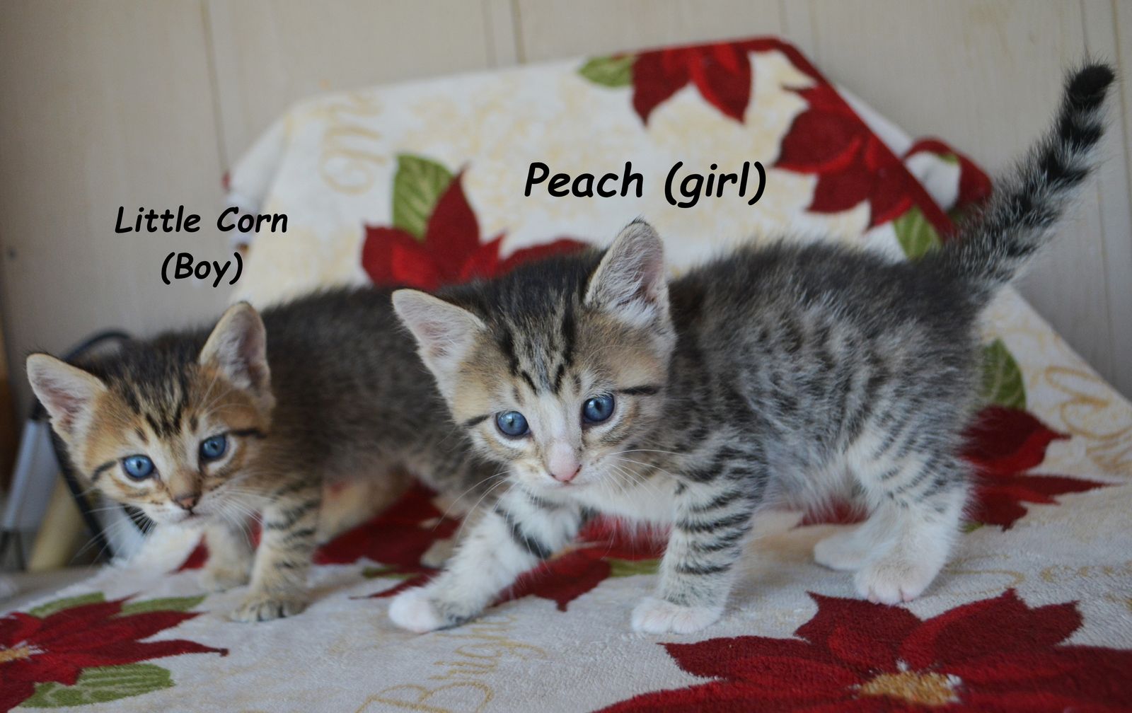2 Cute adorable kittens