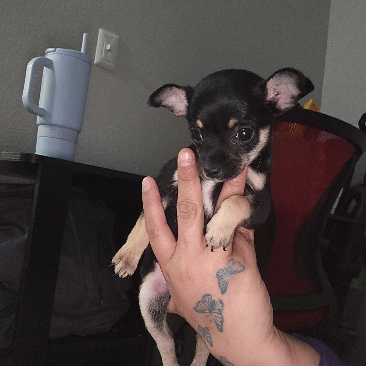 chihuahua girl