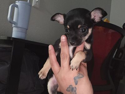 chihuahua girl