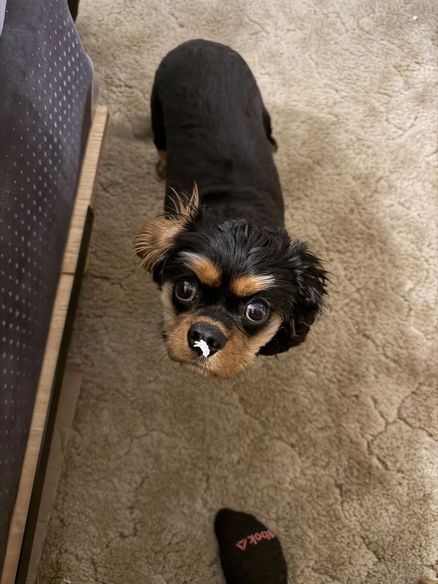 Pure Pread King Charles Cavelier