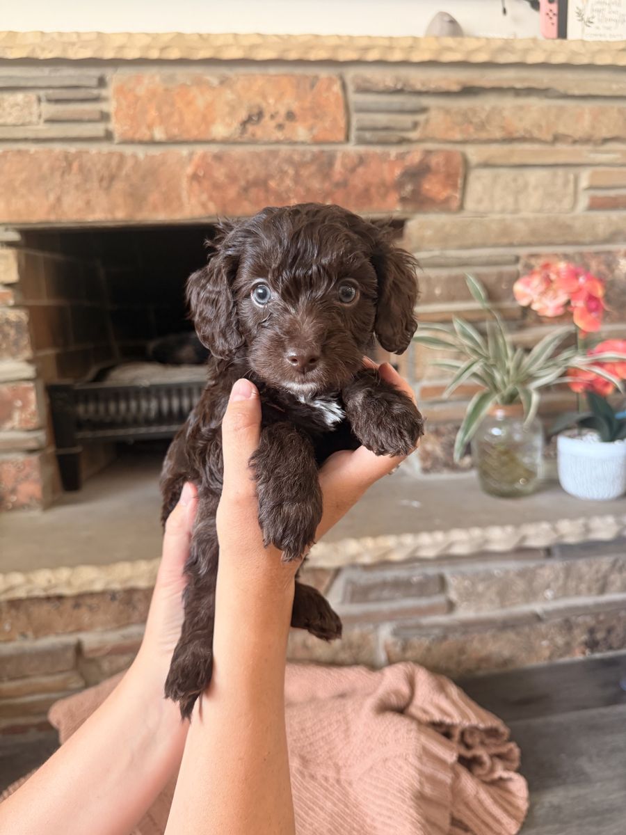 Mini Goldendoodle Puppies