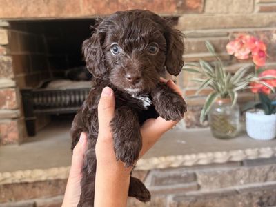 Mini Goldendoodle Puppies